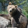 Montana Grizzly