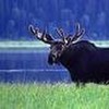 Moose